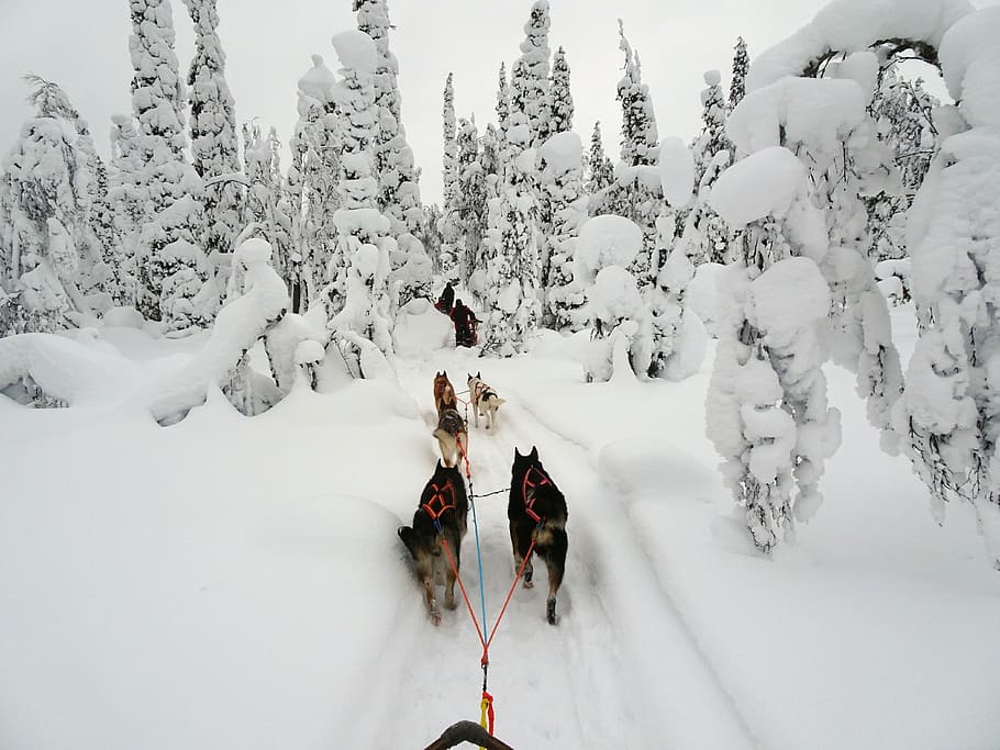 dog sledding finland in the snow