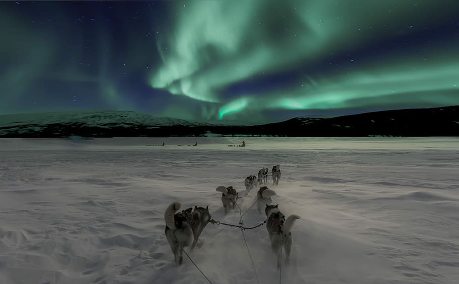 dog sledding northern lights