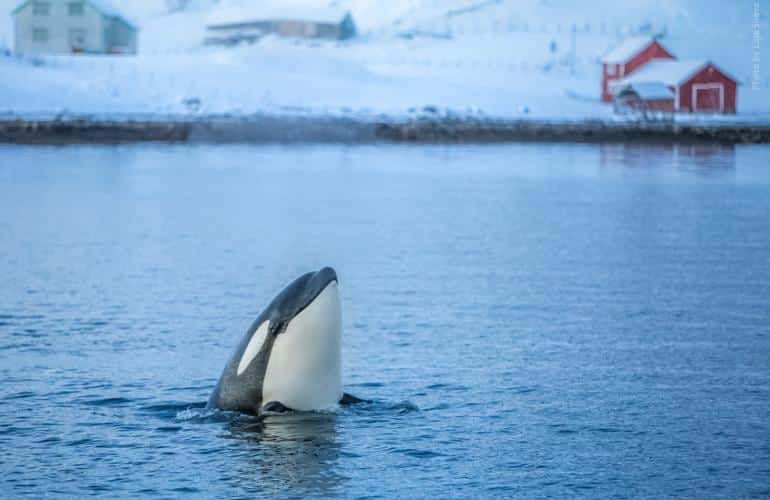 Avistamiento de ballenas en Tromsø