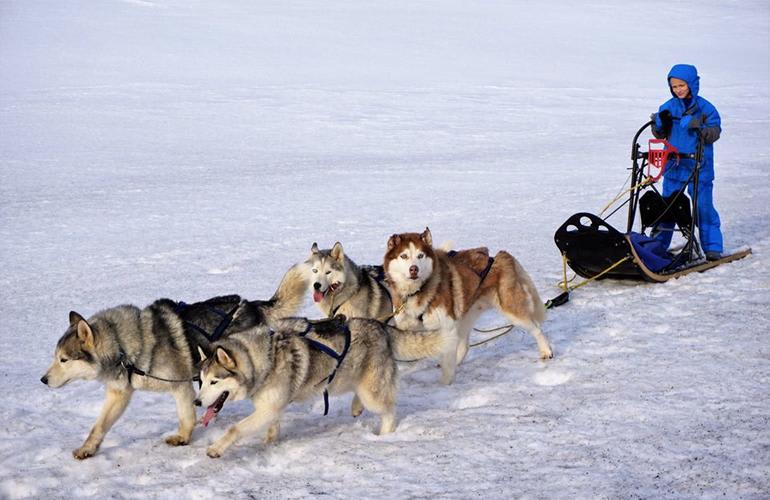 Schlittenhunde