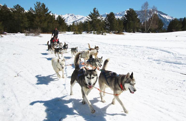 Trineo para perros de regalo