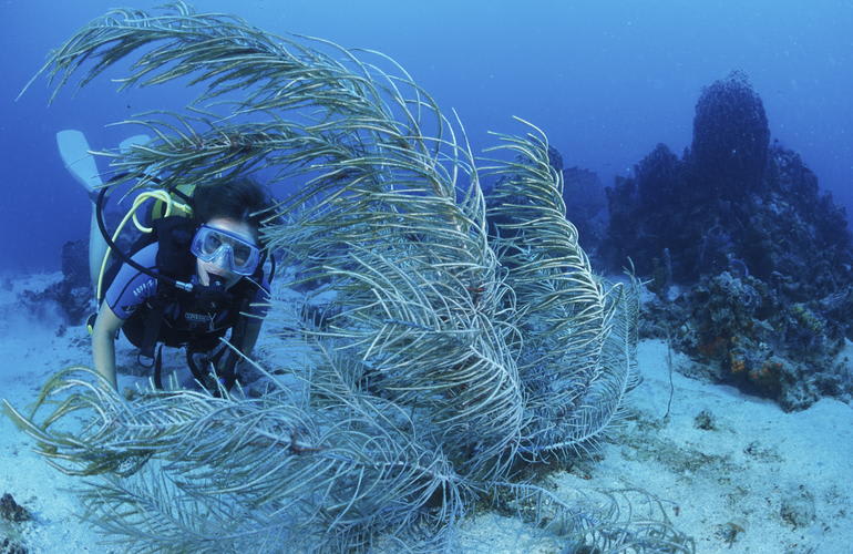 scuba diving as a gift