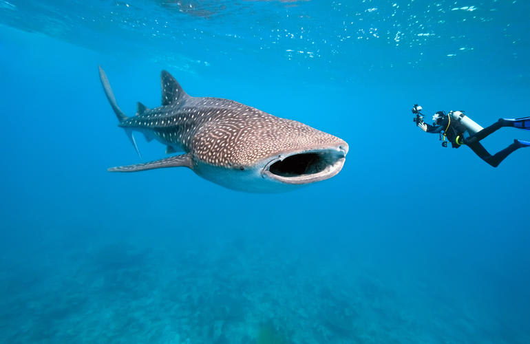 scuba diving in Similan Islands from Khao Lak