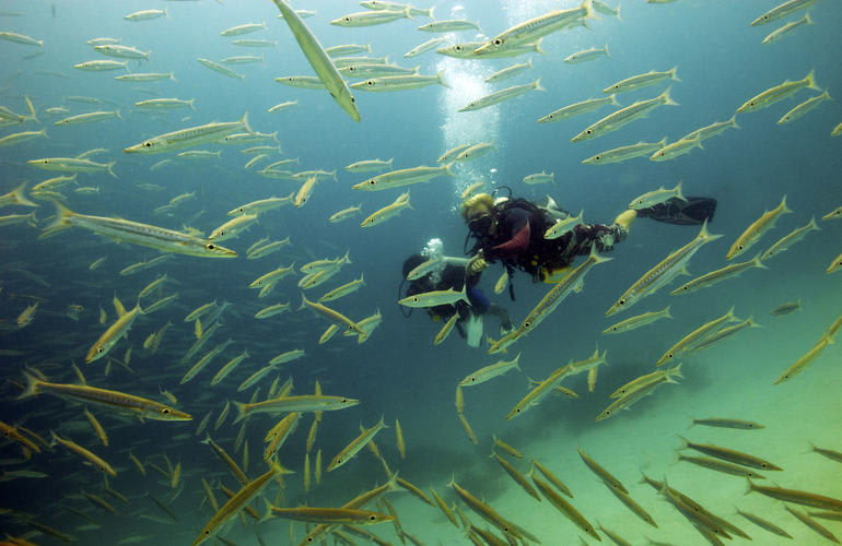 Plongée sous-marine