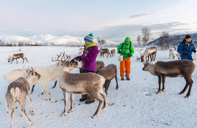 Nourrir les rennes à Tromso