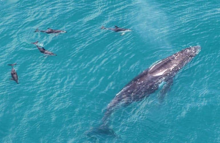 Whale watching view from a flight in Kaikoura