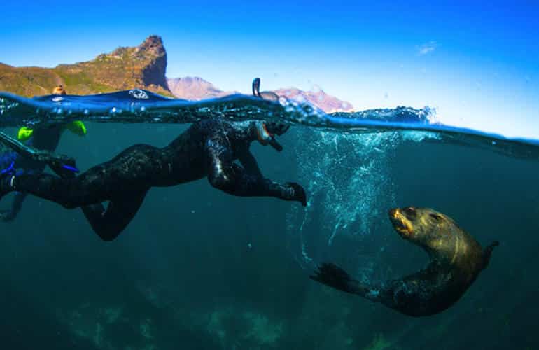 snorkeling avec les phoques au cap