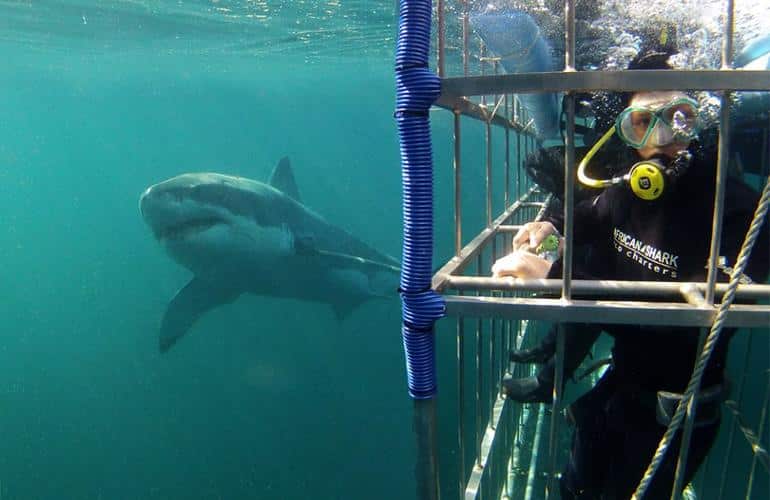 buceo con tiburones en la bahía de mossel