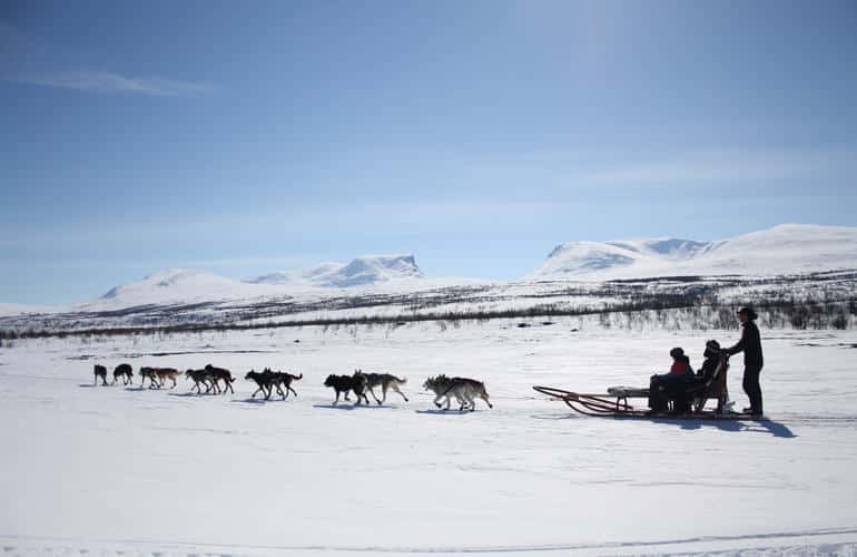 chien de traîneau dans le cercle arctique