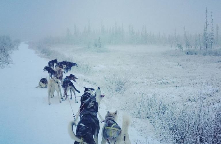 Chiens de traîneau à Kiruna