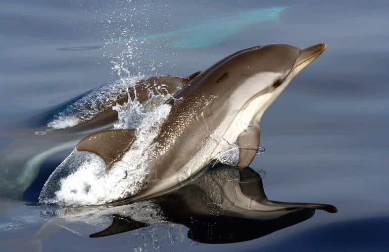 Croisière avec les dauphins à Fuengirola