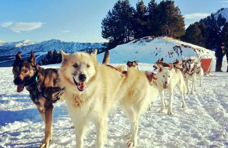 Chiens de traîneau à Port d'Envalira