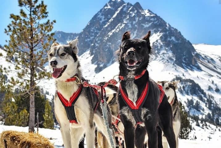 Tireless sled dogs in Andorra