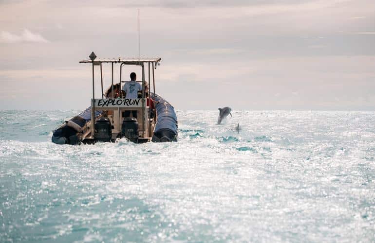 dolphin watching from Saint-Gilles