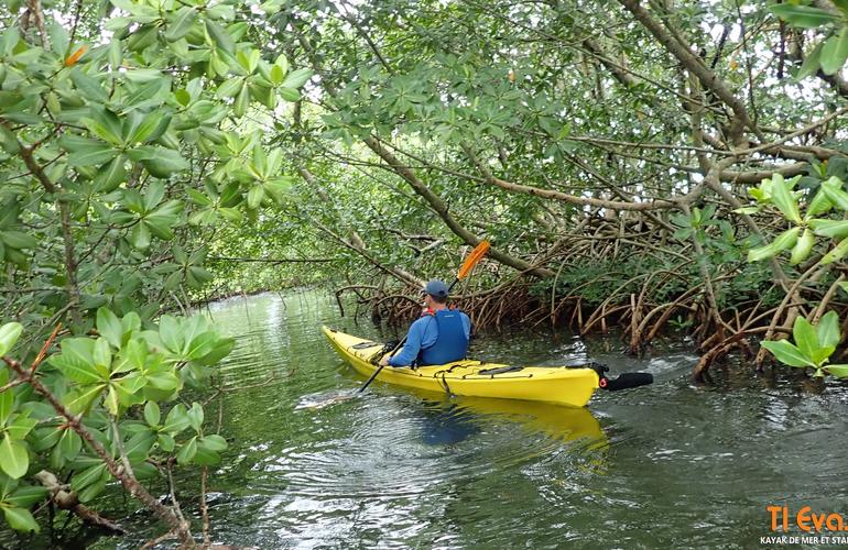 Kayak en el manglar de Morne à l'Eau