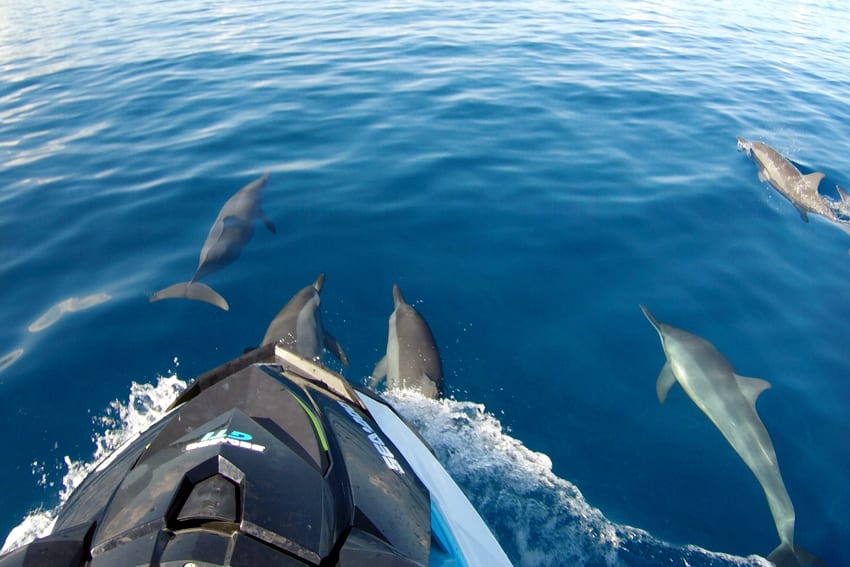 Motos acuáticas con delfines en Tahití