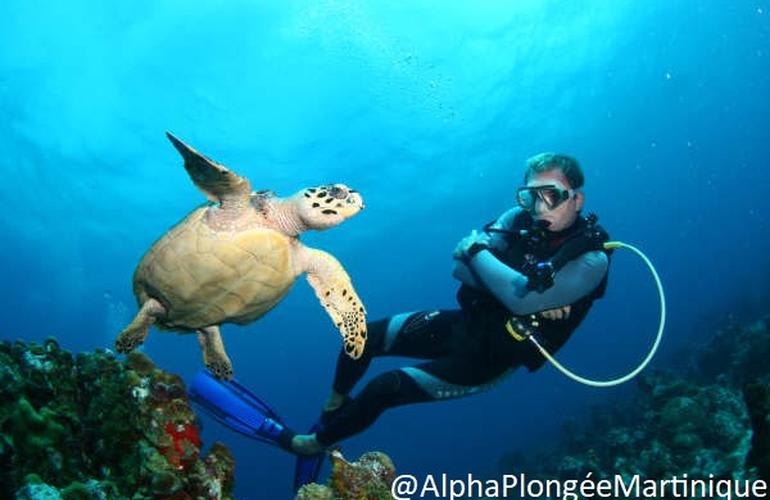 Bucear con tortugas en Martinica