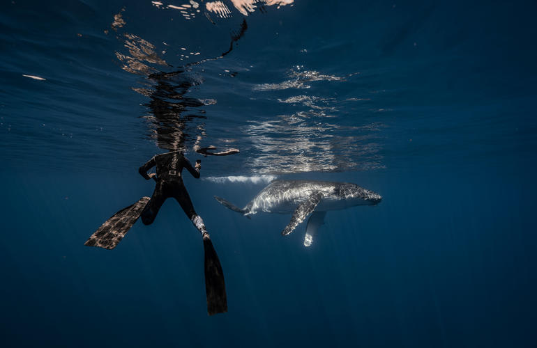 snorkel con ballenas en Moorea