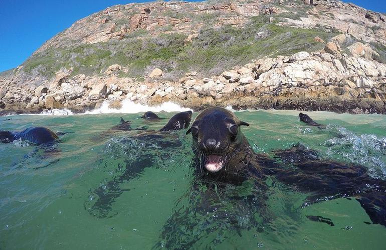 snorkeling with seals