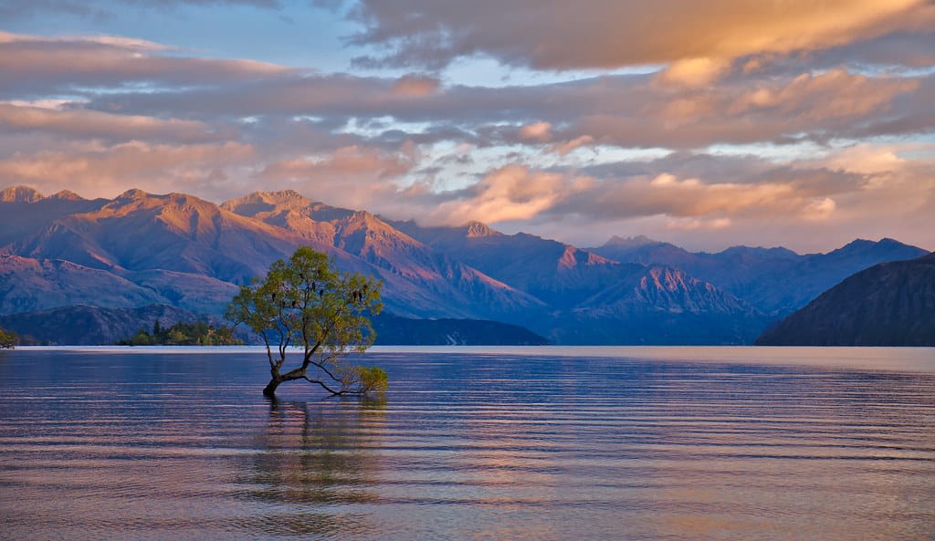 Árbol del lago Wanaka