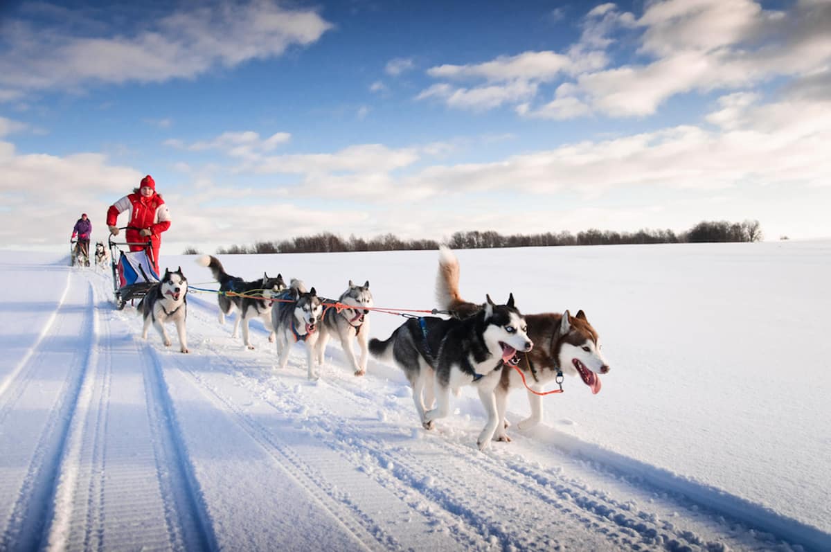 On a testé une Balade en attelage de chiens de traineau - Auron