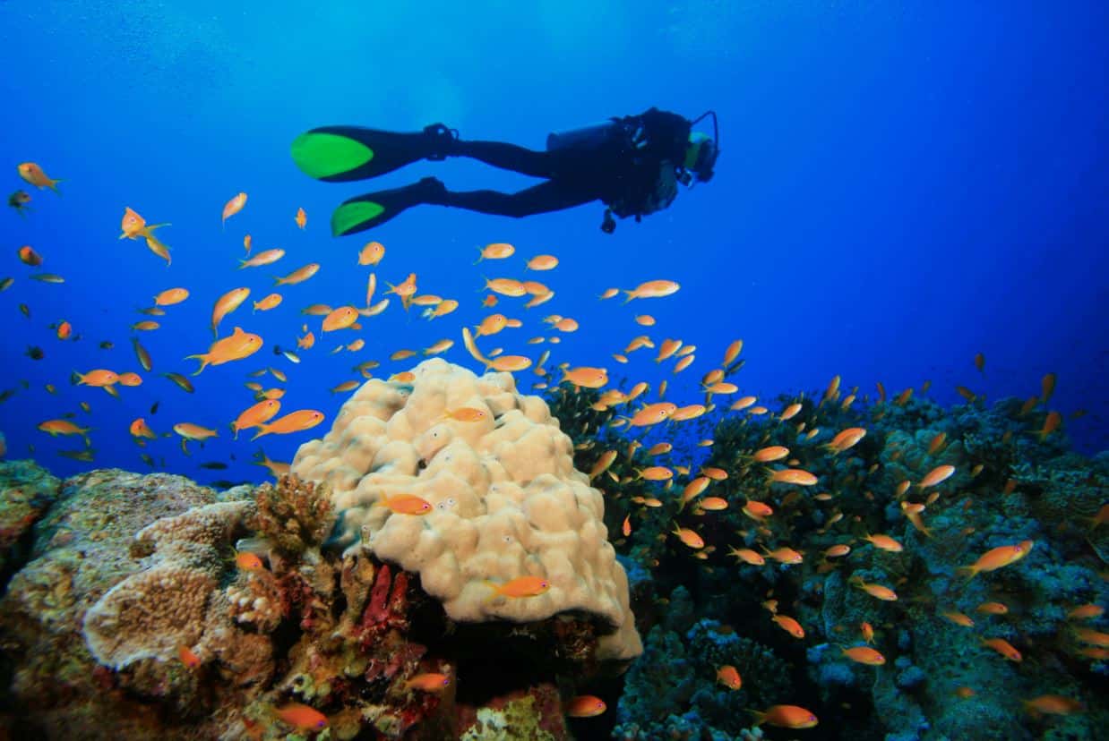 Top Snorkeling and Scuba Diving in La Desirade