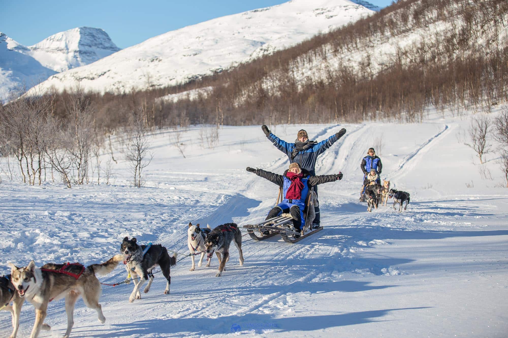 how much weight can a dog pull on a sled