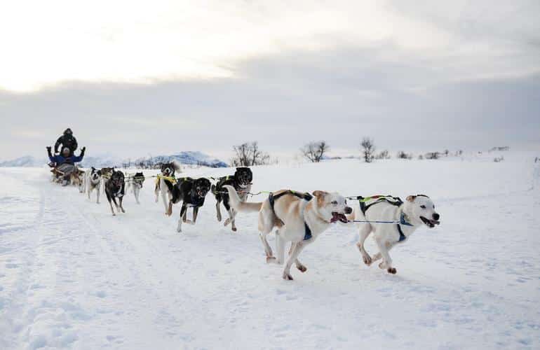 Mountain Musher - All You Need to Know BEFORE You Go (with Photos)