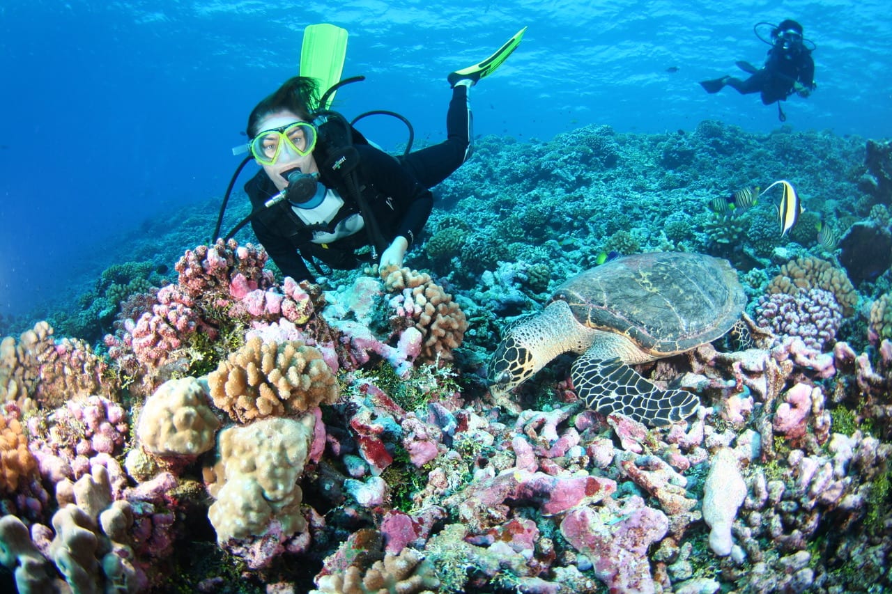 scuba diving with turtles