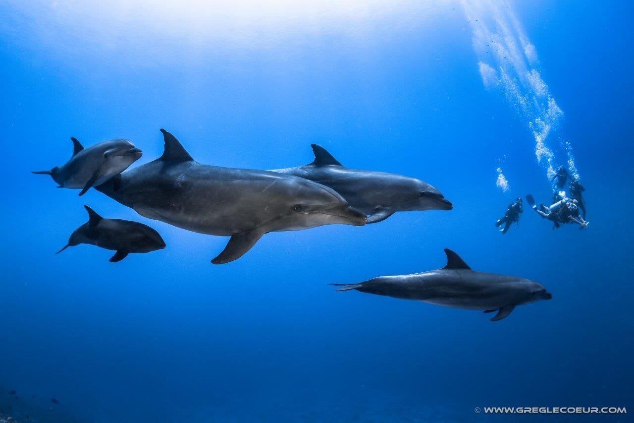 scuba diving with dolphins