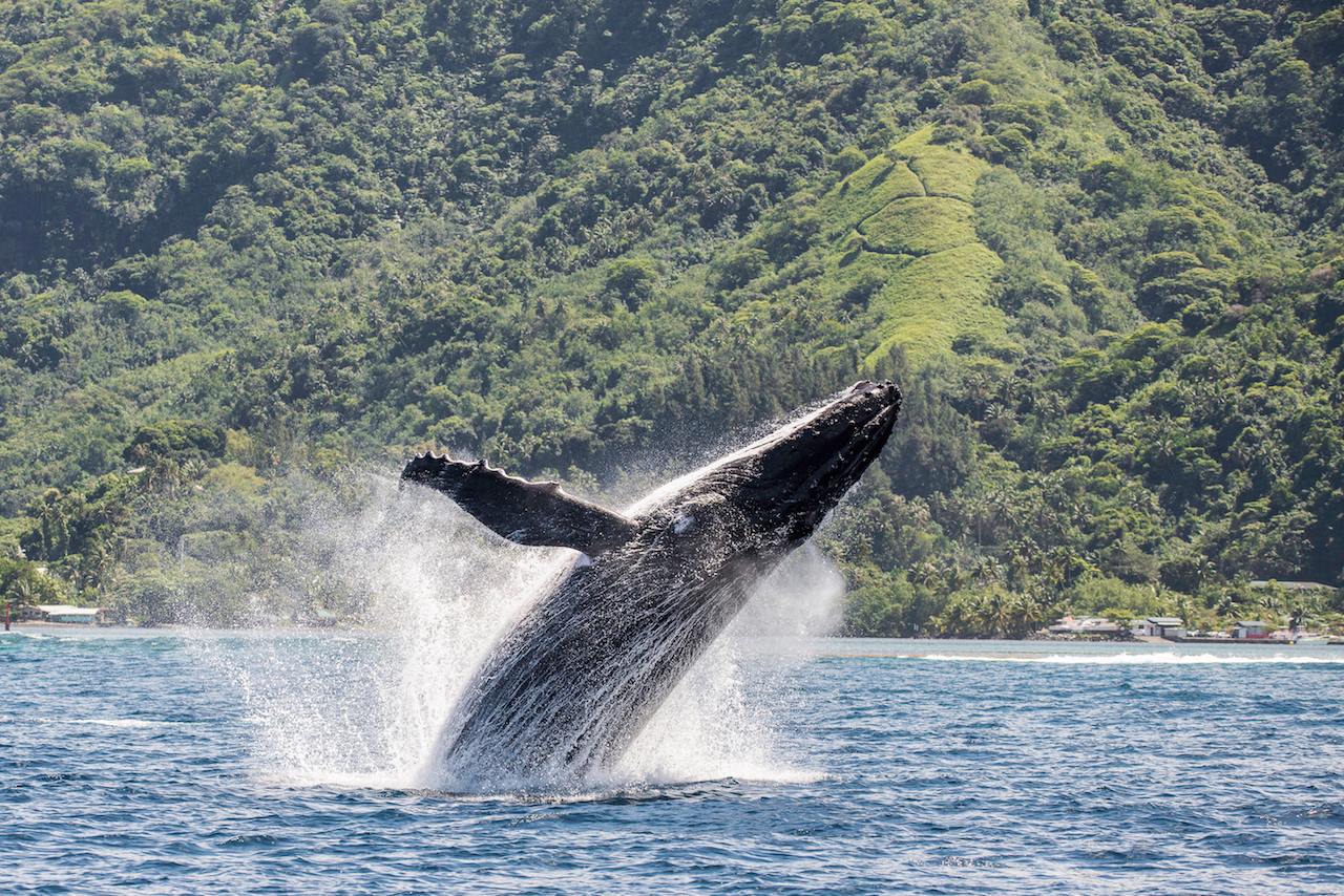 Wal in Tahiti