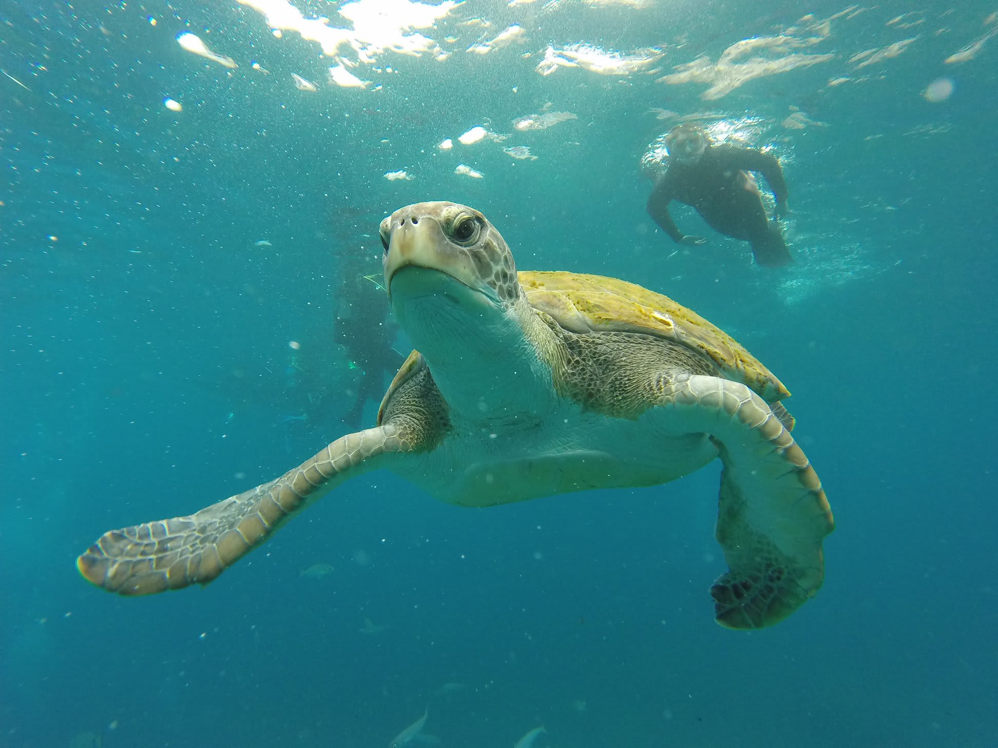  Excursion en bateau pour la plongée en apnée à Costa Adeje