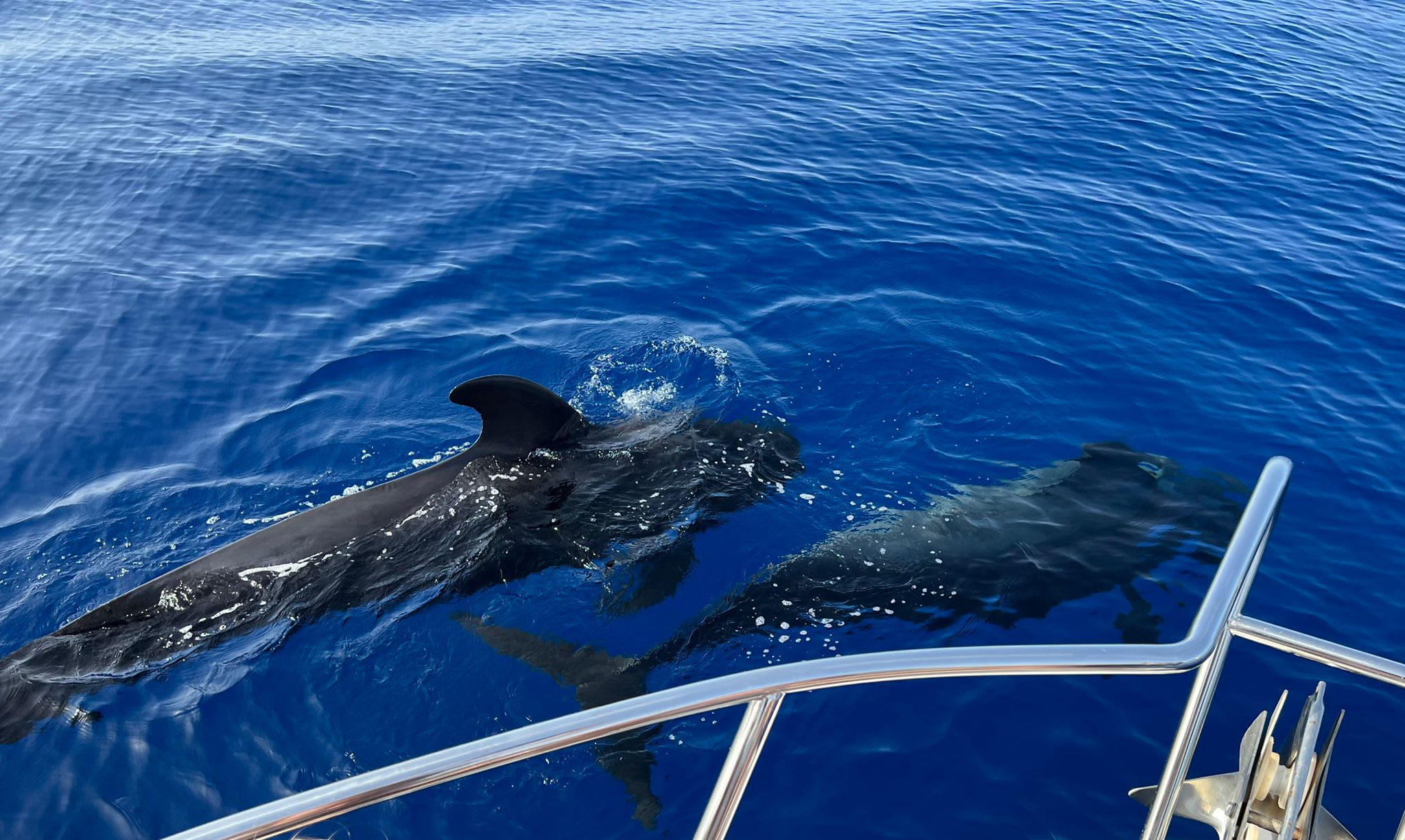 Dolphin watching boat tour Playa San Juan Tenerife