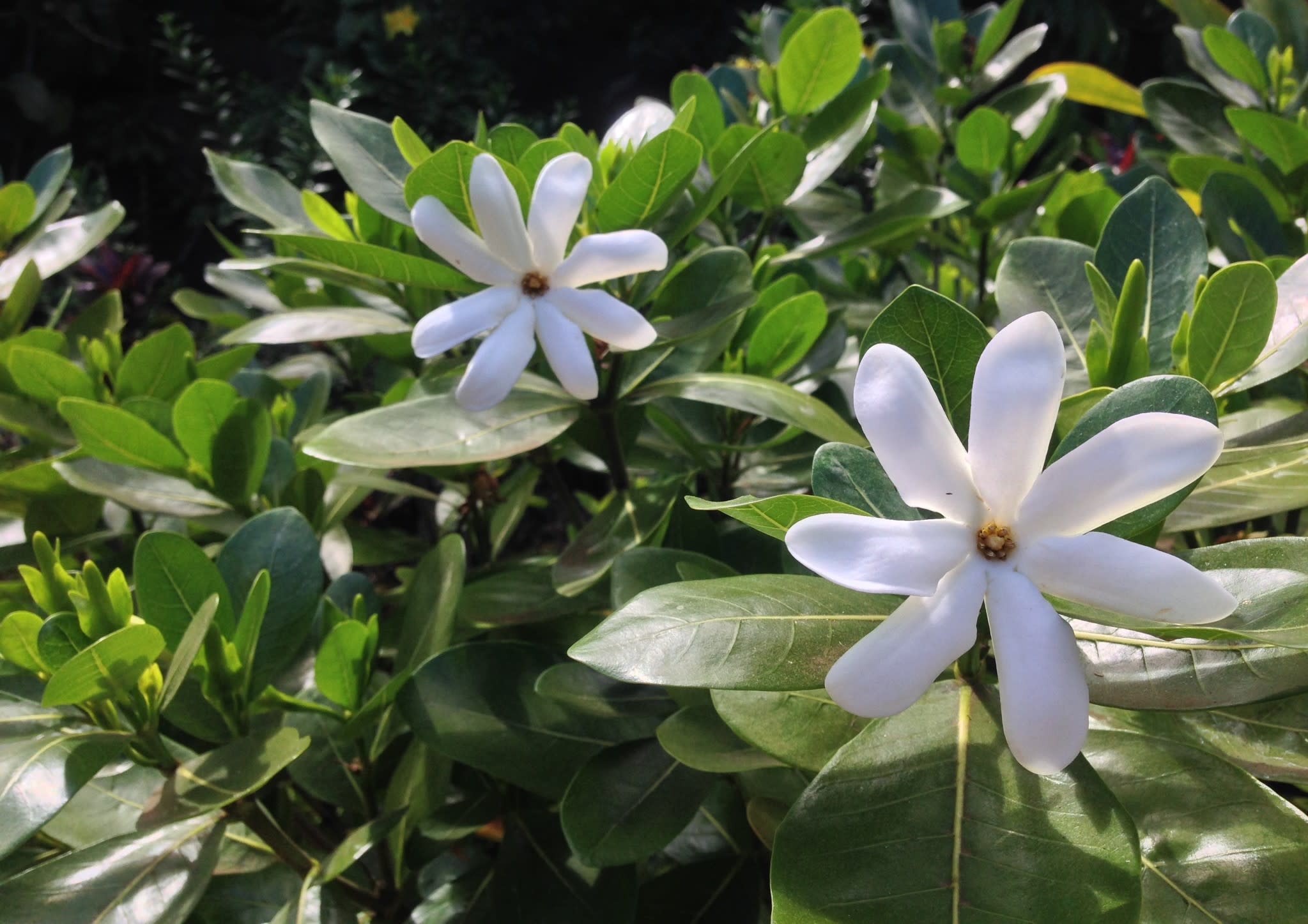 Fleurs de Tiaré