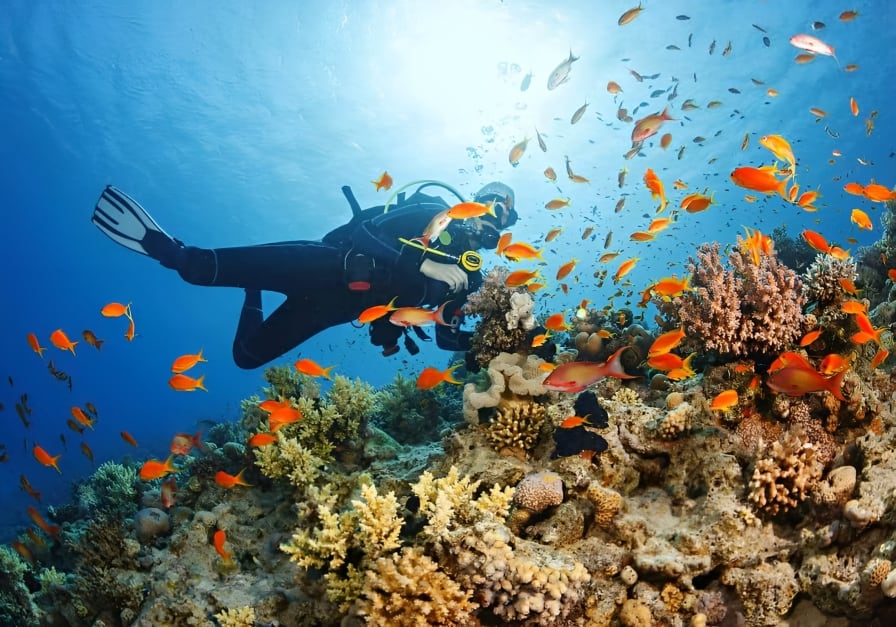 Baptême de plongée sous-marine : Découvrez les fonds marins