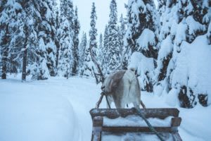 Reindeer Sledding