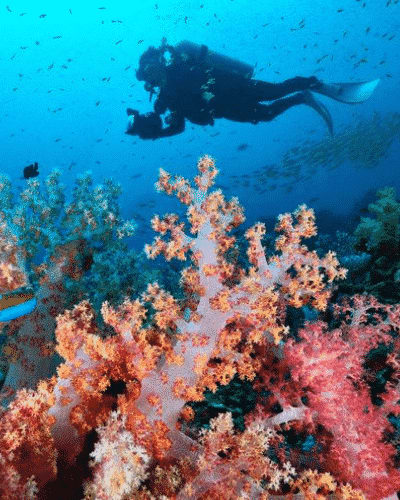 submarinismo en Ciudad del Cabo