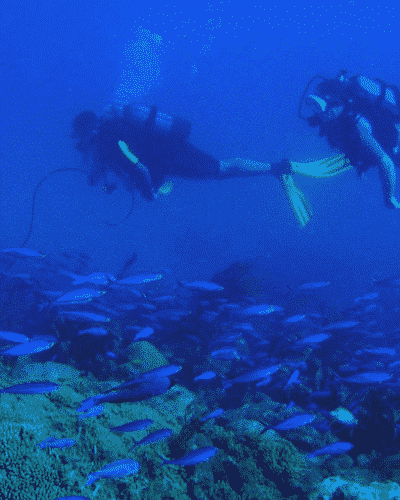 Scuba dive in Martinique