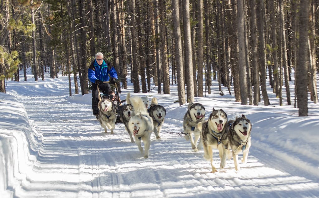 where do sled dogs live