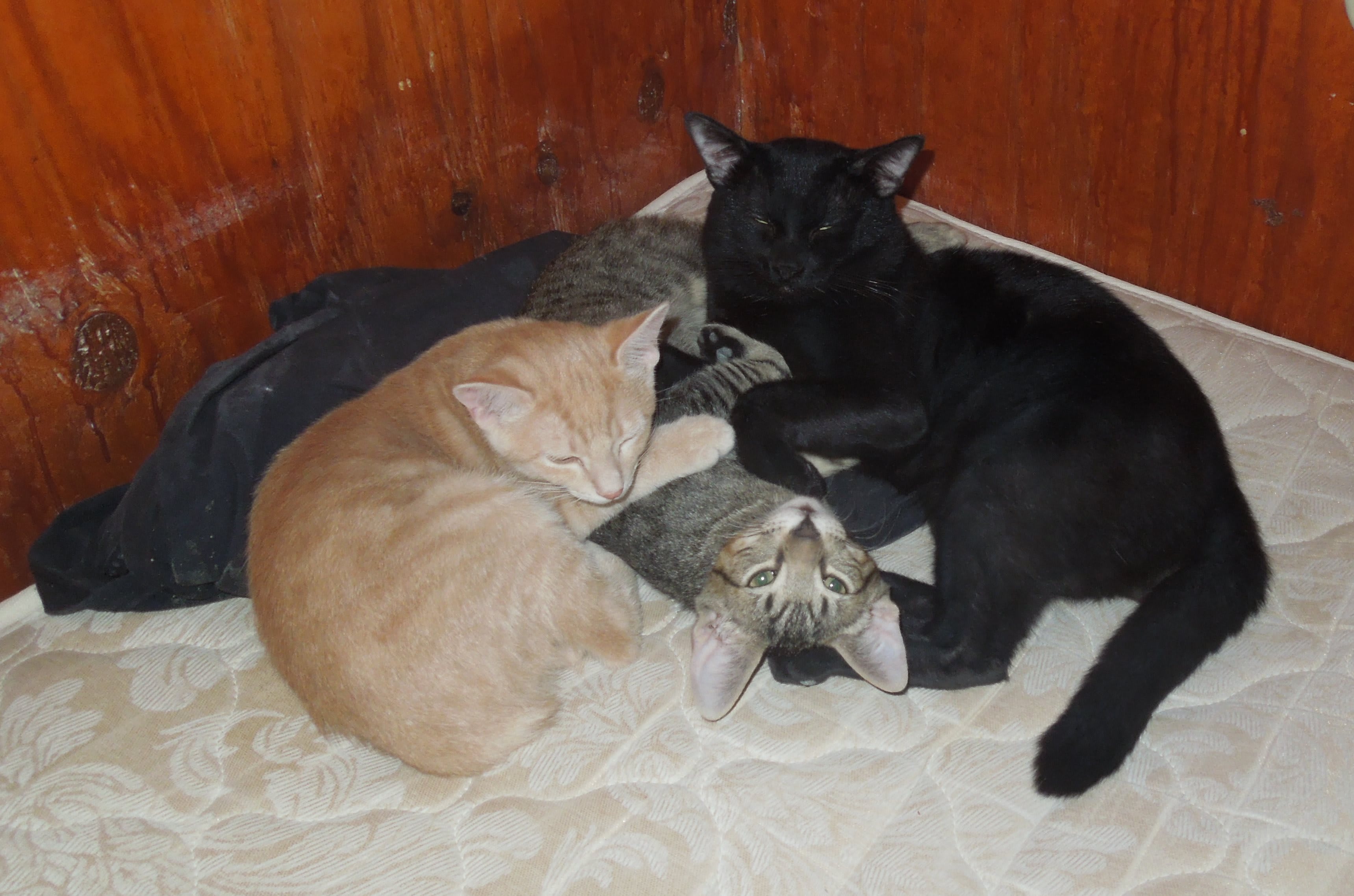 Boys Cats