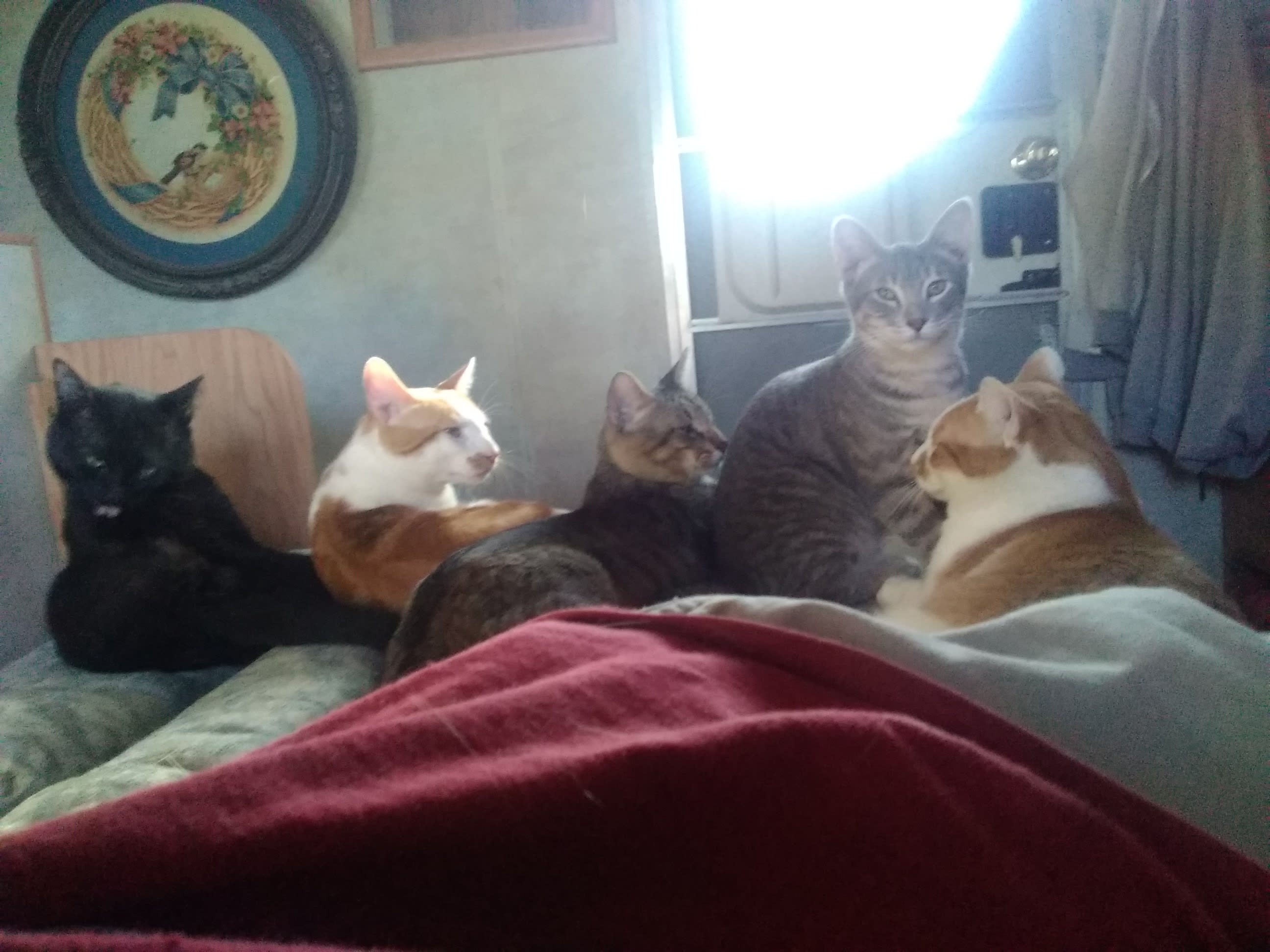 Boys Cats House