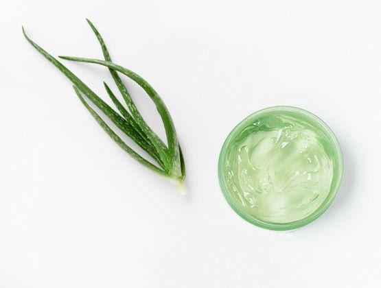 Aloe Leaves and Juice