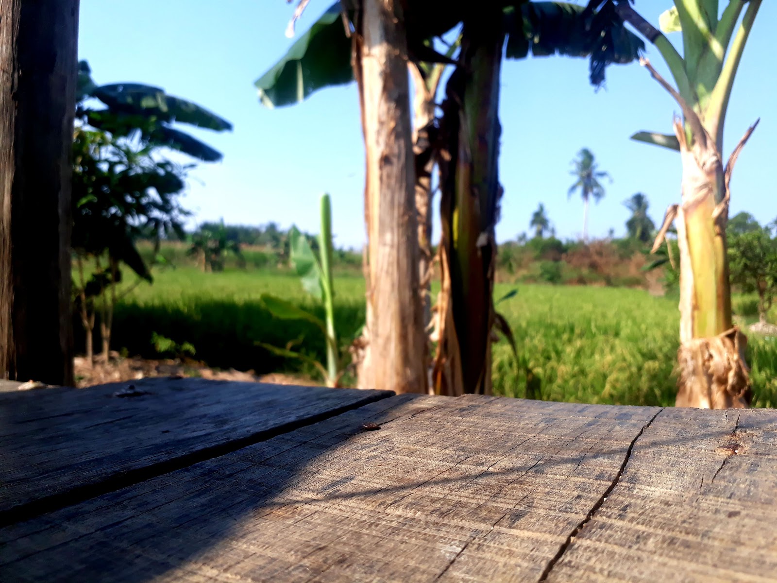 Kebun mantankode - bercocok tanam Kebun mantankode - bercocok tanam