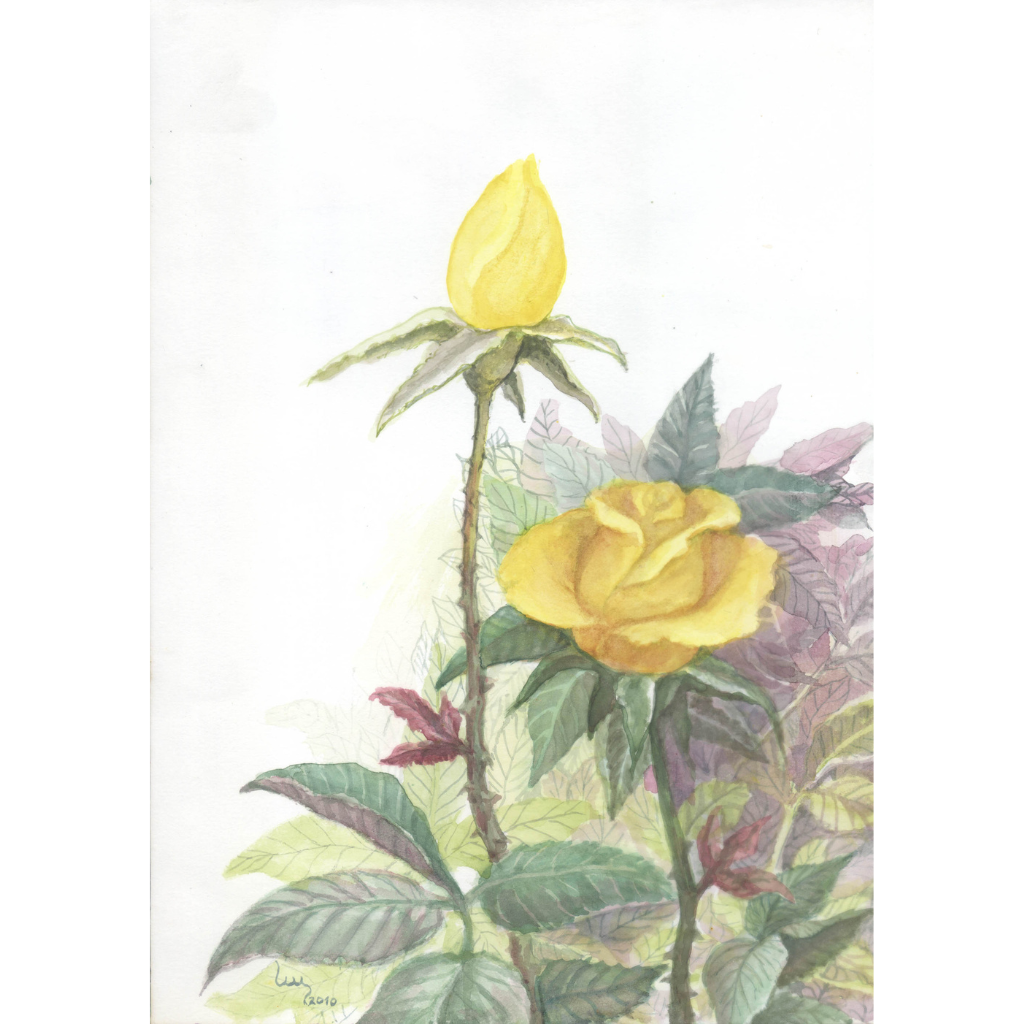 Rosas amarelas  — imagem 1