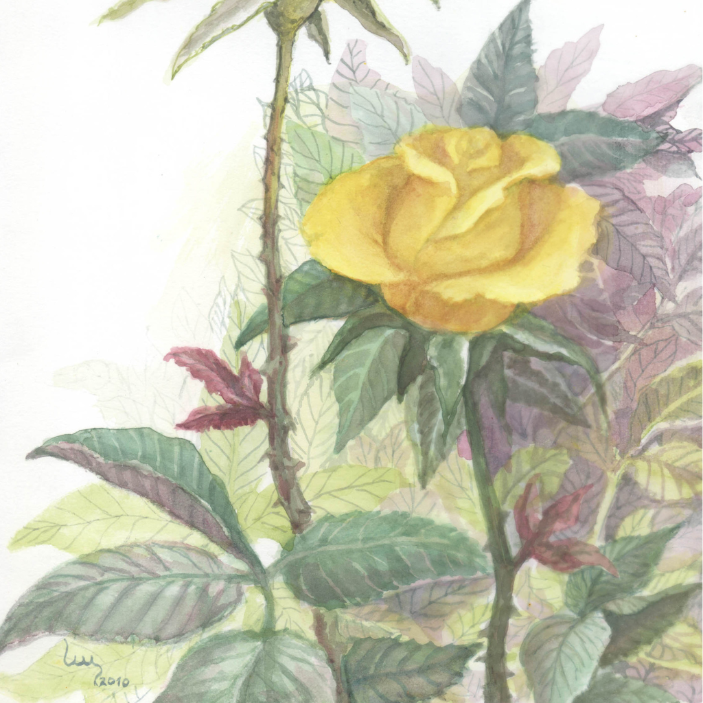 Rosas amarelas  — imagem 2