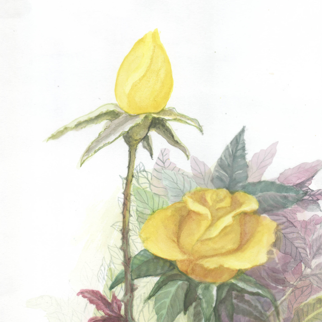 Rosas amarelas  — imagem 3