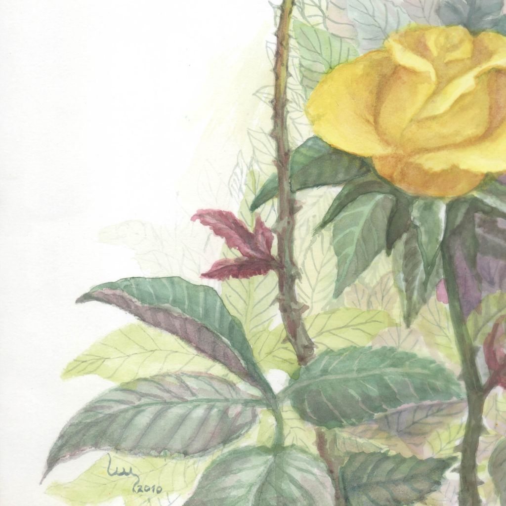 Rosas amarelas  — imagem 4