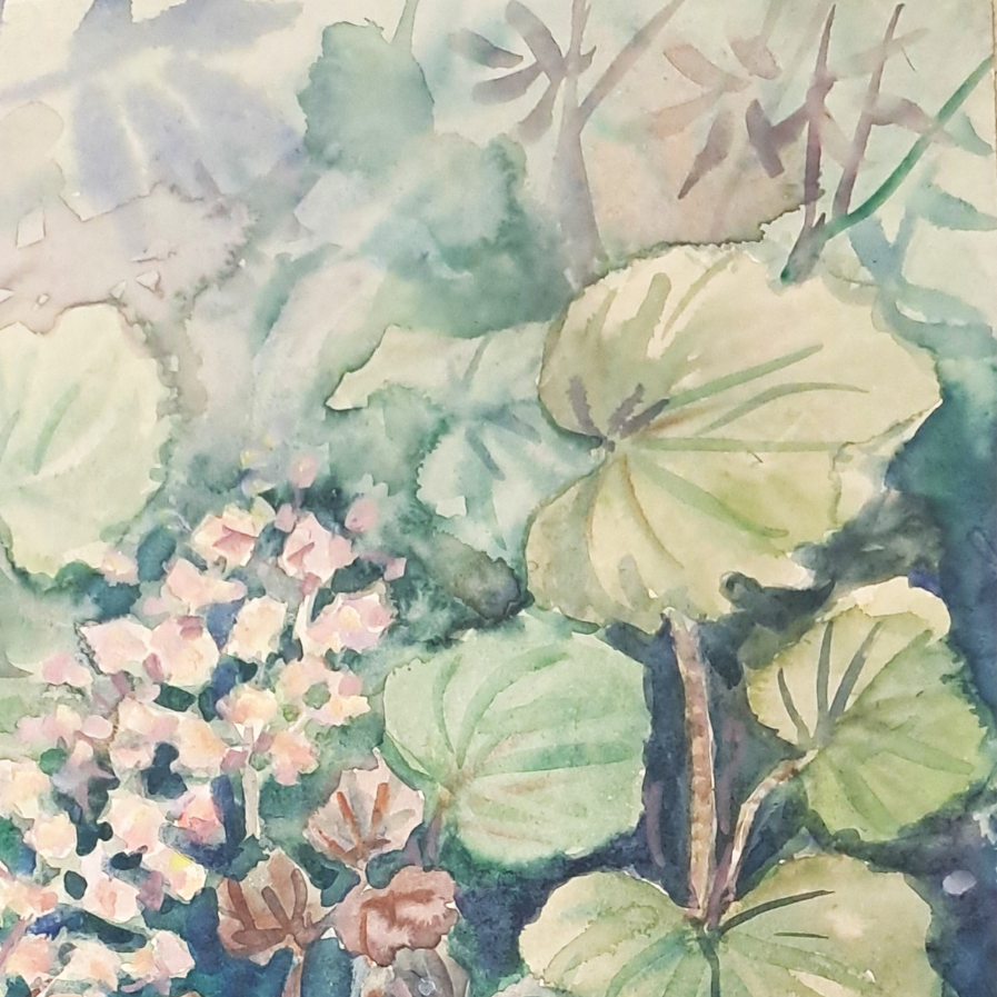 Begônias  — imagem 4