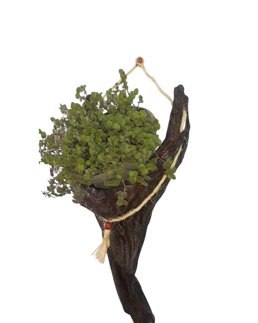 RENASCENÇA — imagem 2