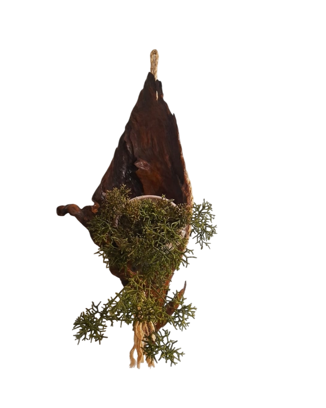 Cocha da terra — imagem 2